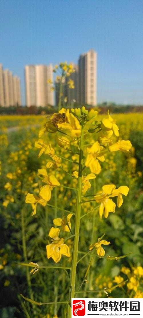 野花韩国视频在线观看免费高清版：邂逅不一样的浪漫与激情